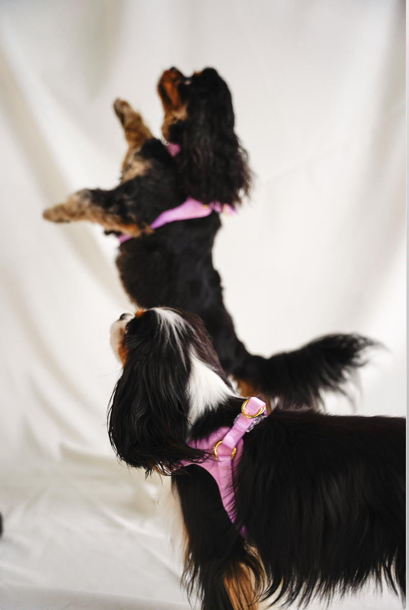 EASY-O STEP IN HARNESS - Pink