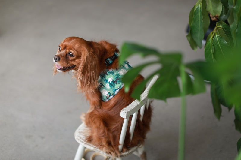 DOG HARNESS VEST STEP IN - Safari Tropical