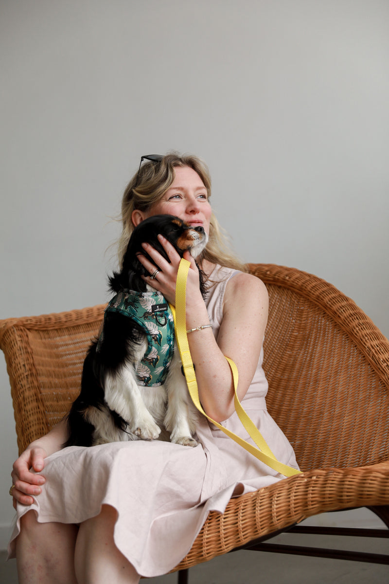 DOG HARNESS BUNDLE - Safari