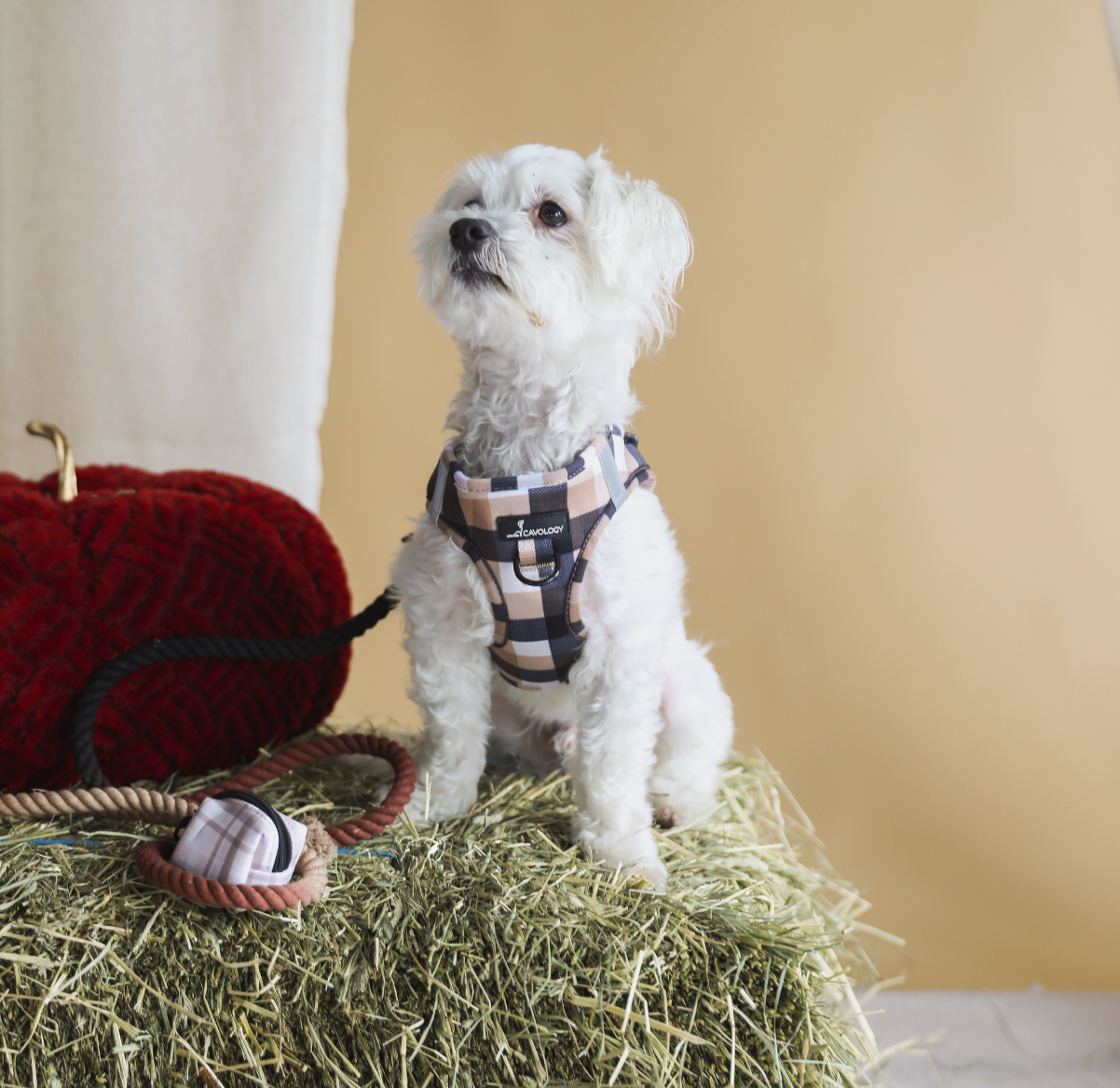 ROPE LEASH BUNDLE - Cafe Latte