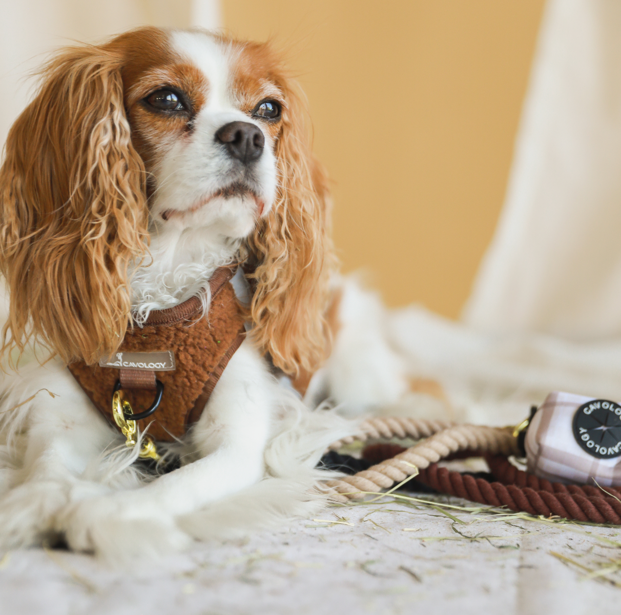 ROPE LEASH BUNDLE - TEDDY SHERPA