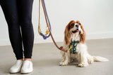 DOG LEASH HANDS FREE COTTON ROPE - Ombré Tan White Blue