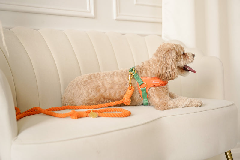 ROPE LEASH - Mango