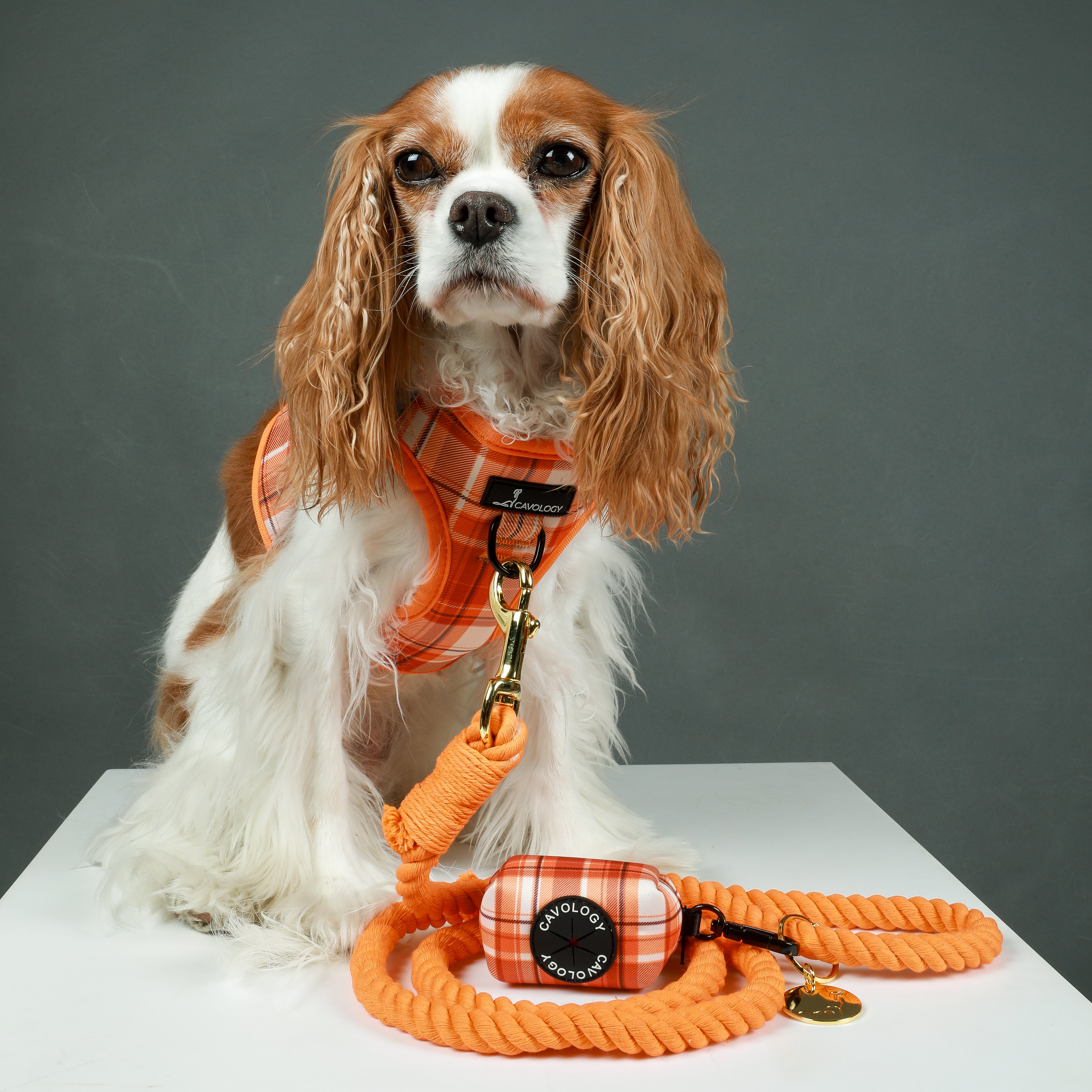 ROPE LEASH BUNDLE - Pumpkin Spice Orange Era