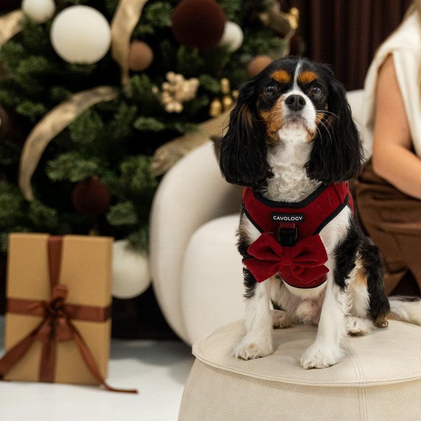 Cranberry Herringbone Dog Bow Tie