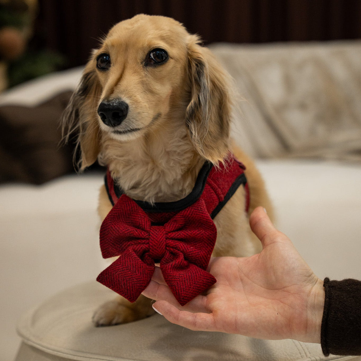 Cranberry Herringbone Dog Bow Tie