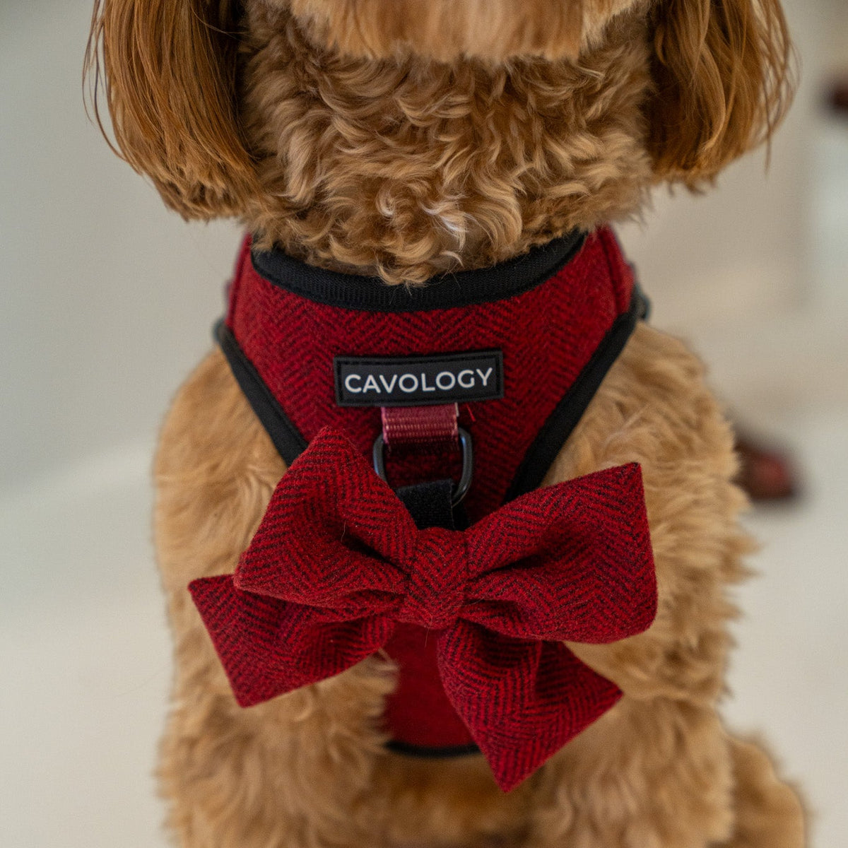 Cranberry Herringbone Dog Bow Tie