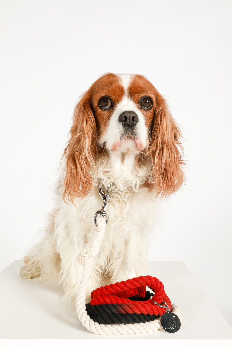 ROPE LEASH - CAV OF HEARTS (White, Black, Red ombré)
