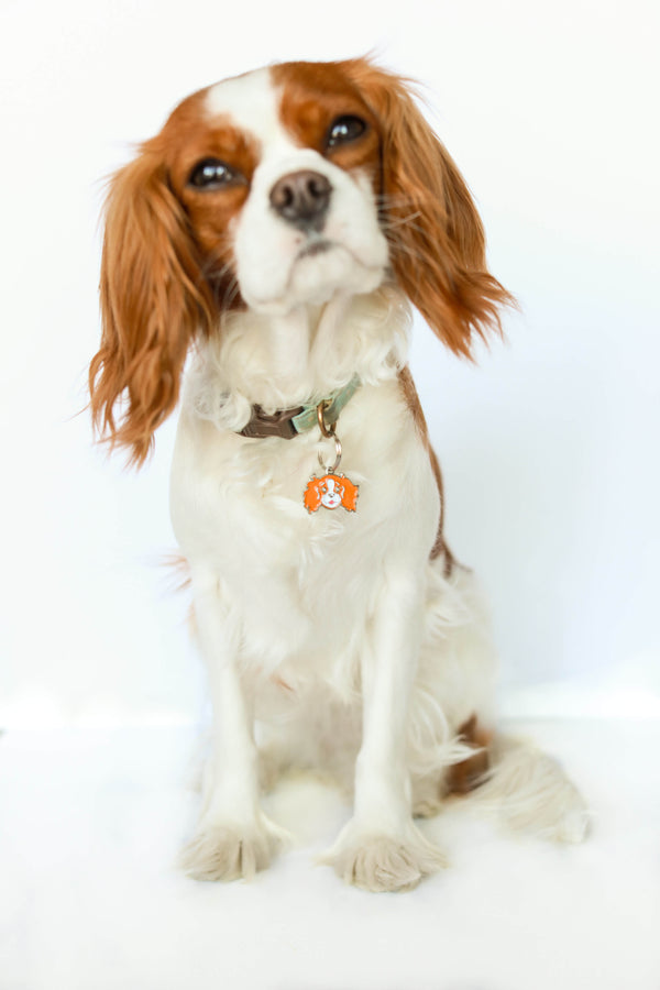 Cavalier King Charles face charm | BLENHEIM