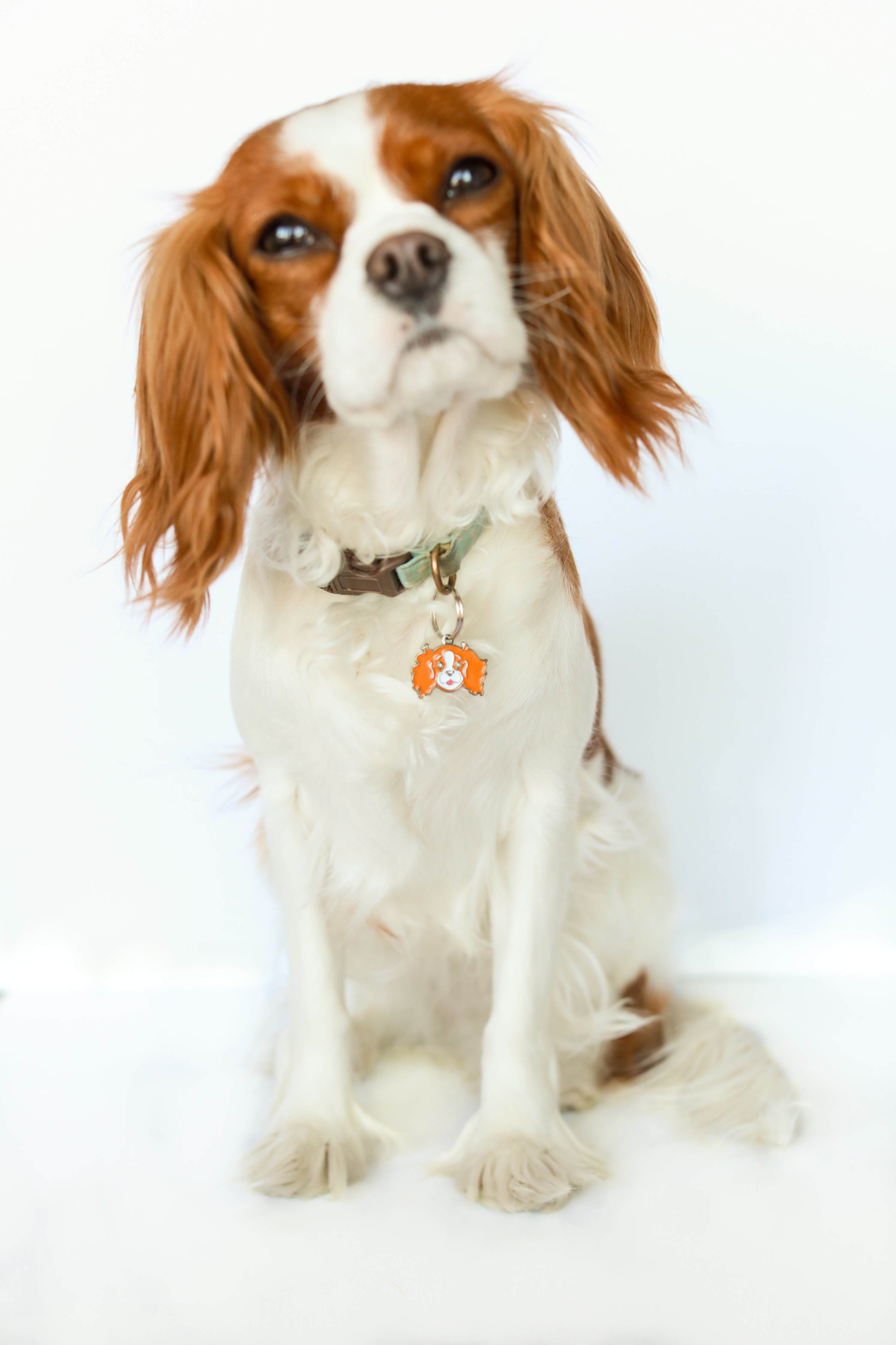 Cavalier King Charles face charm | TRICOLOR