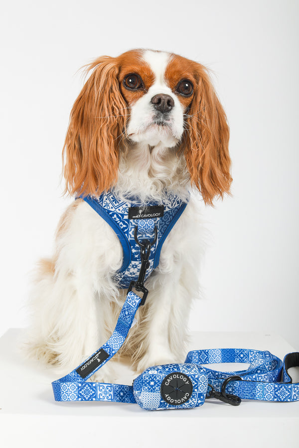 DOG HARNESS BUNDLE - Blue Tiles Lisbon