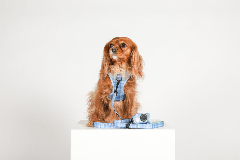 BUNDLE - BLUE PLAID In The Clouds