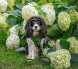 VEST STEP IN HARNESS - MATCHA