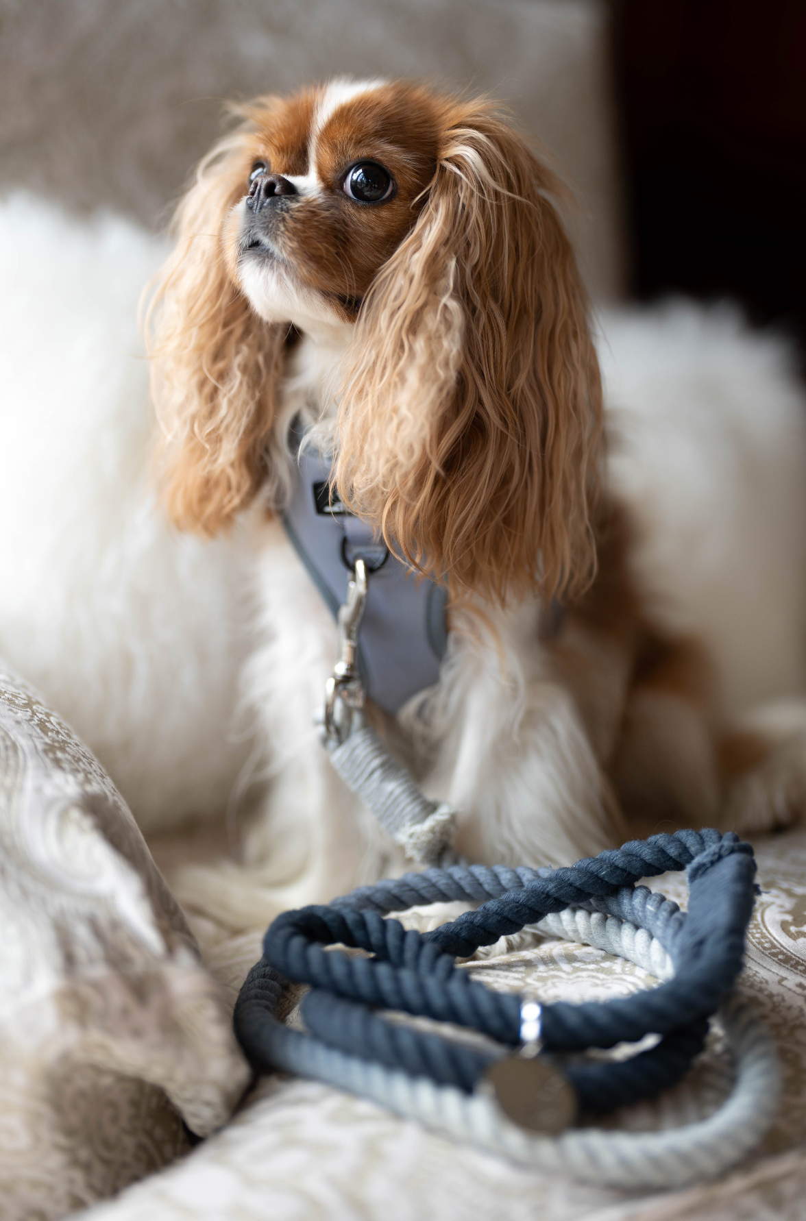 ROPE LEASH - Whistler Grey Ombré