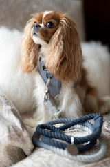 DOG ROPE LEASH BUNDLE - Grey Whistler