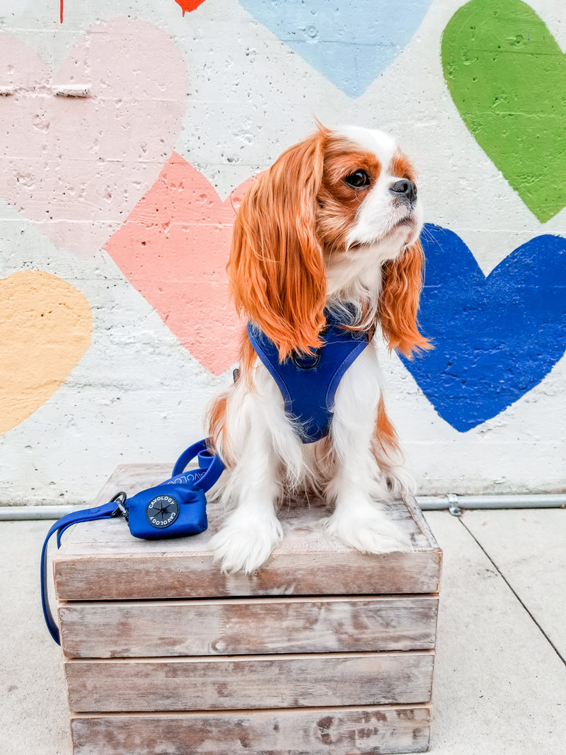 DOG LUXE LEASH BUNDLE - Navy Blue Zermatt