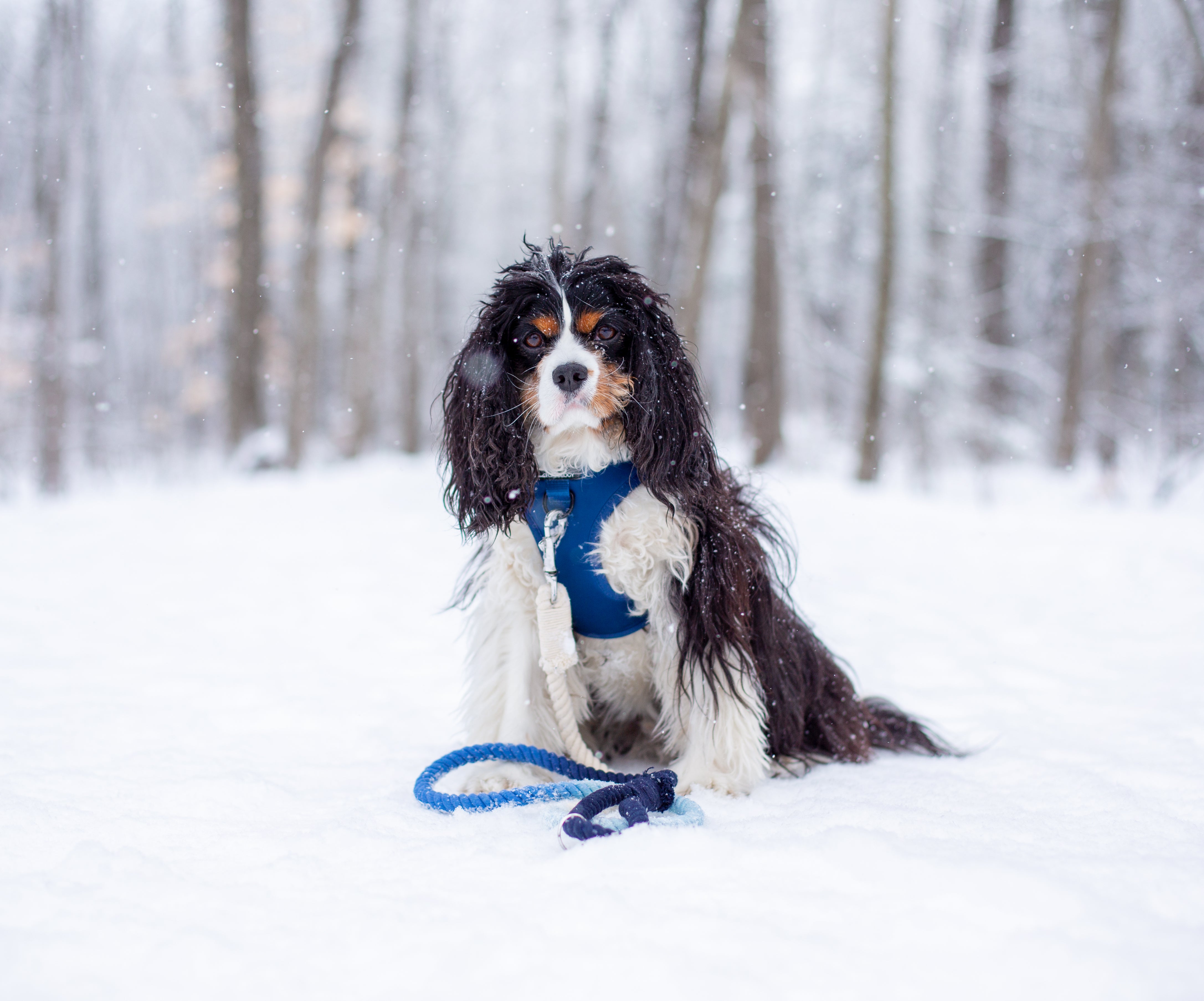 DOG ROPE LEASH BUNDLE - Navy Blue Zermatt