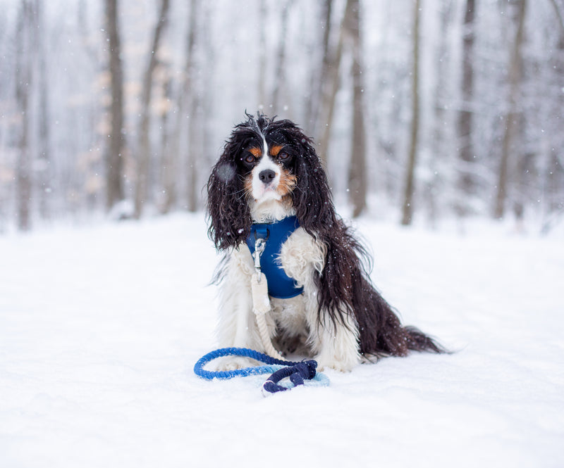 DOG ROPE LEASH - Navy Blue Ombré Zermatt