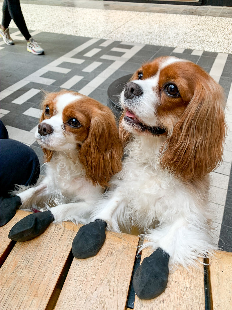 PAWZ Rubber Boots