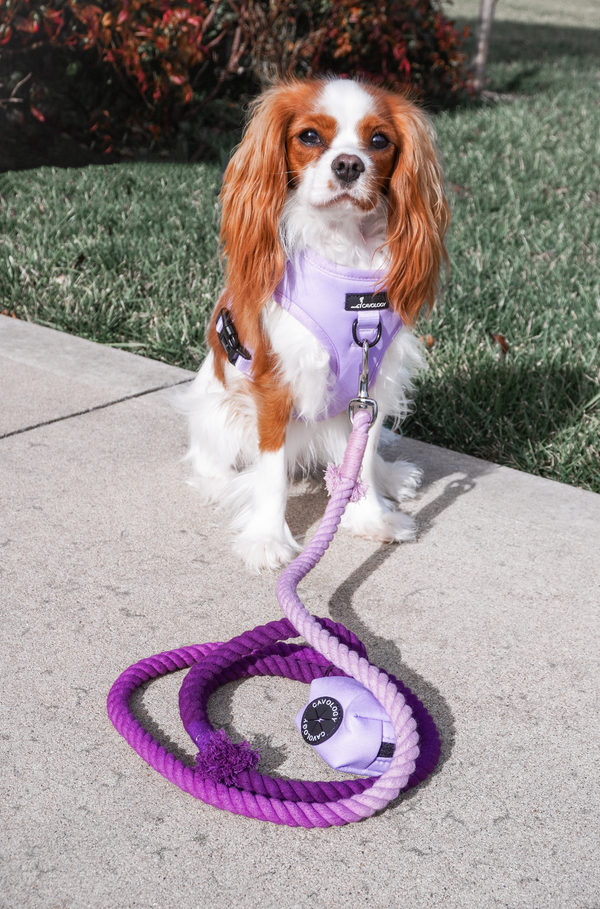 DOG ROPE LEASH BUNDLE - Lavender Purple Aspen