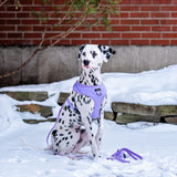 DOG LUXE LEASH BUNDLE - Lavender Purple Aspen