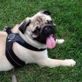 TRE PONTI MESH BLACK HARNESS