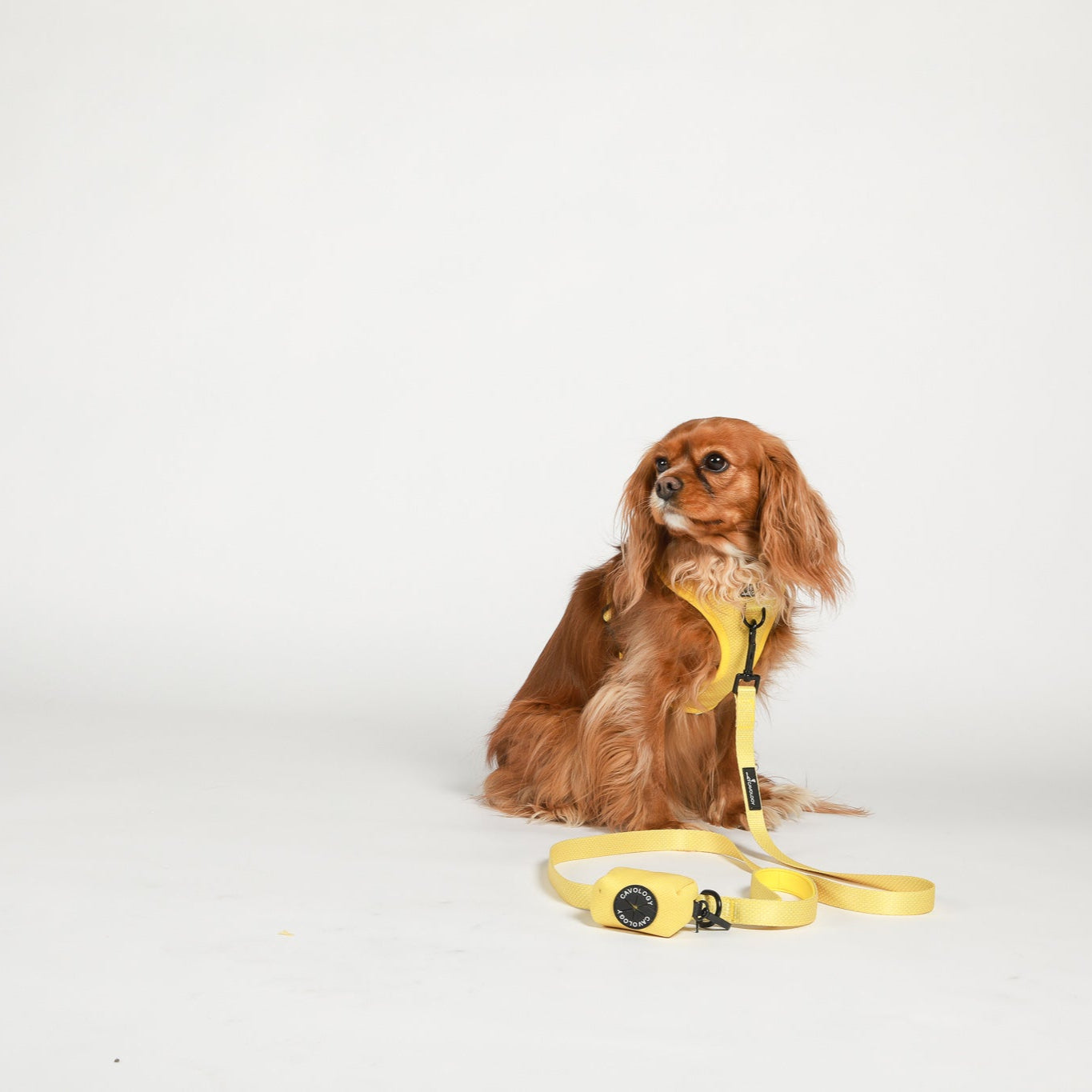 ADJUSTABLE HARNESS - Hey Sunshine