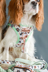 BUNDLE - Cavalier King Charles Spaniel