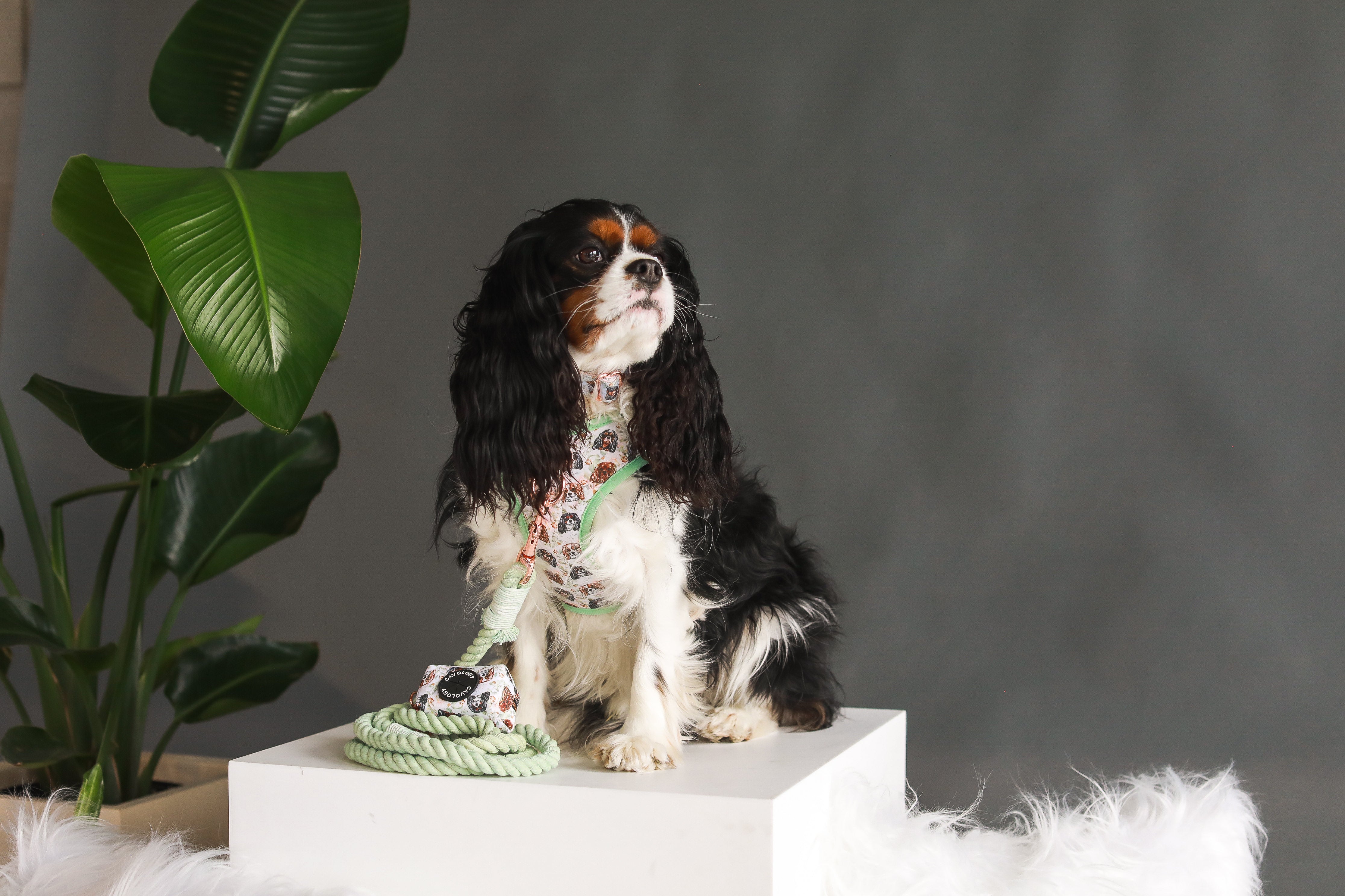 DOG ROPE LEASH - Seafoam Rose Gold