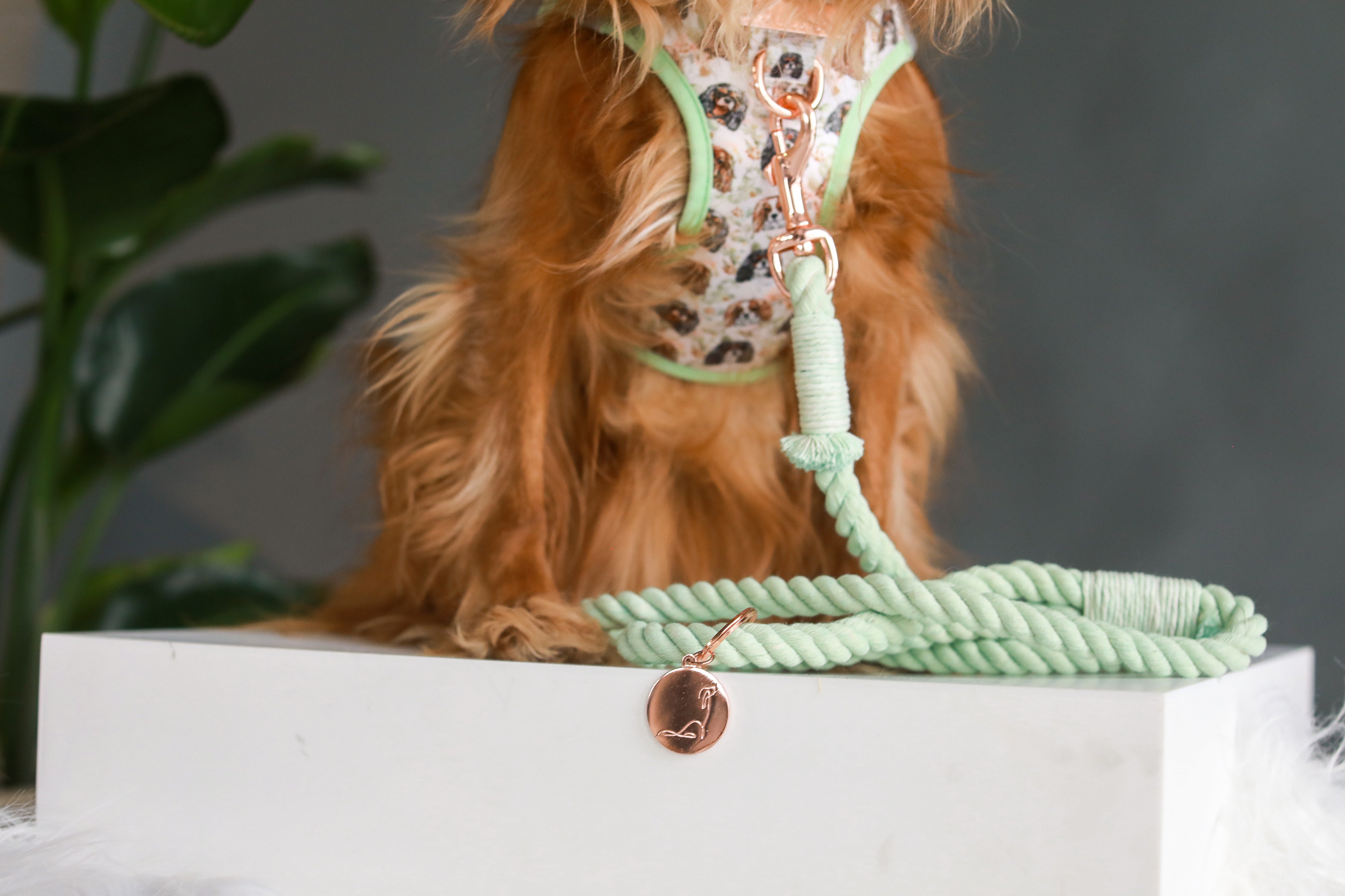 DOG ROPE LEASH - Seafoam Rose Gold
