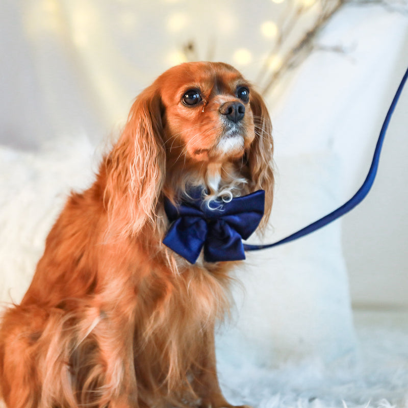 DOG BOW TIE - Blue Velvet