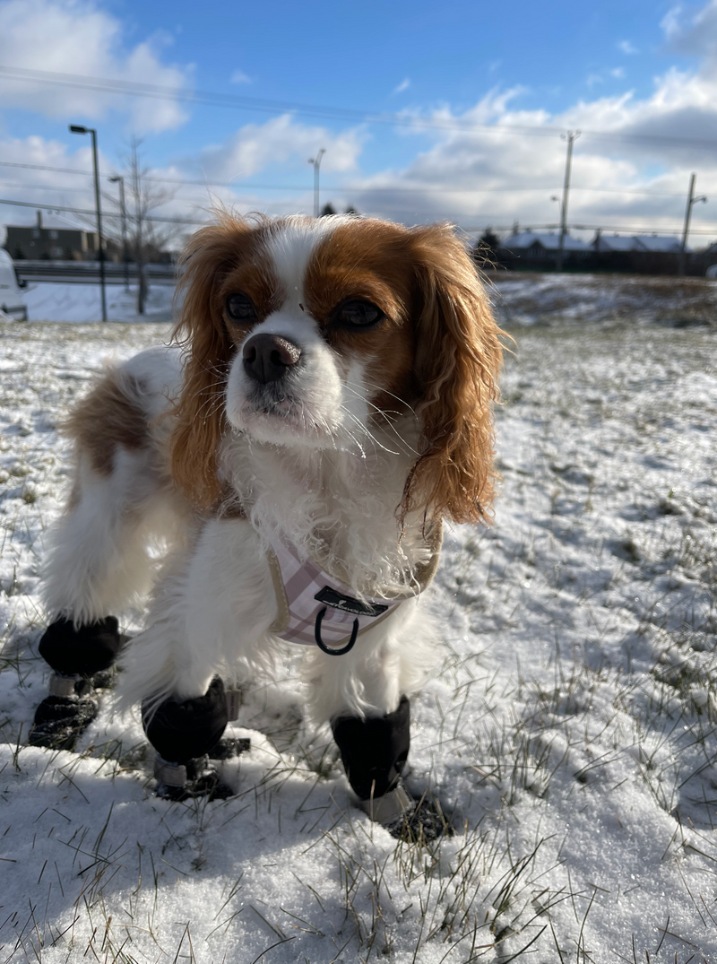 SOFT SHIELD BOOTS