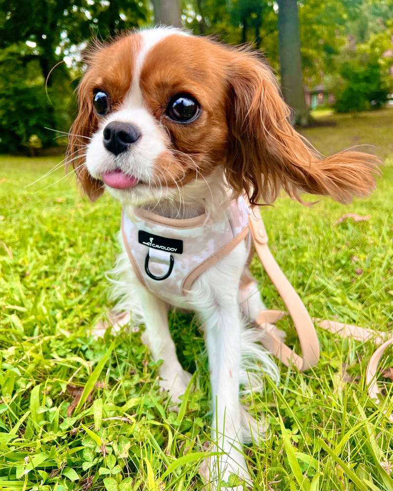 Beige Harness - Leather harness for your dog