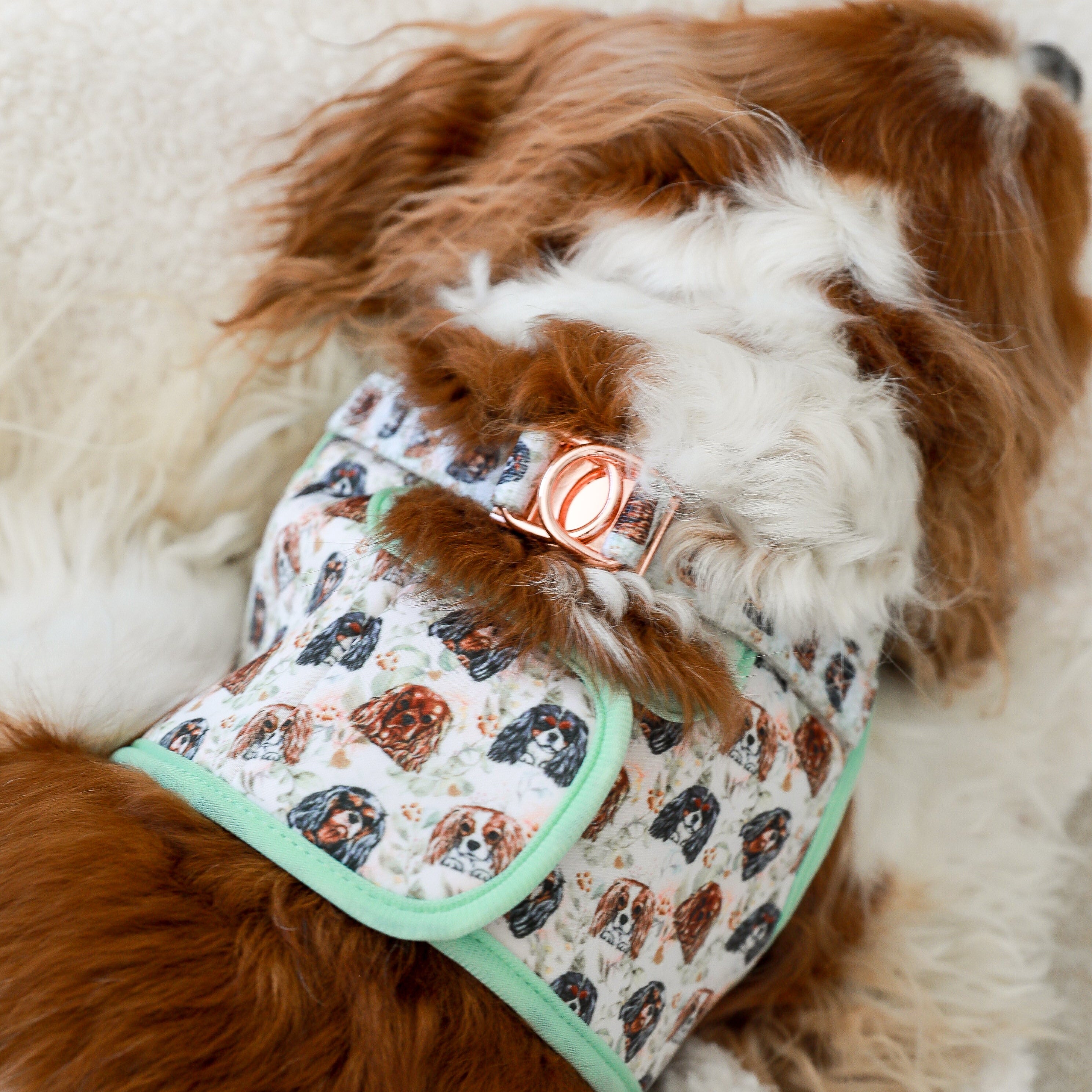 VEST STEP IN HARNESS - Cavalier King Charles Spaniel