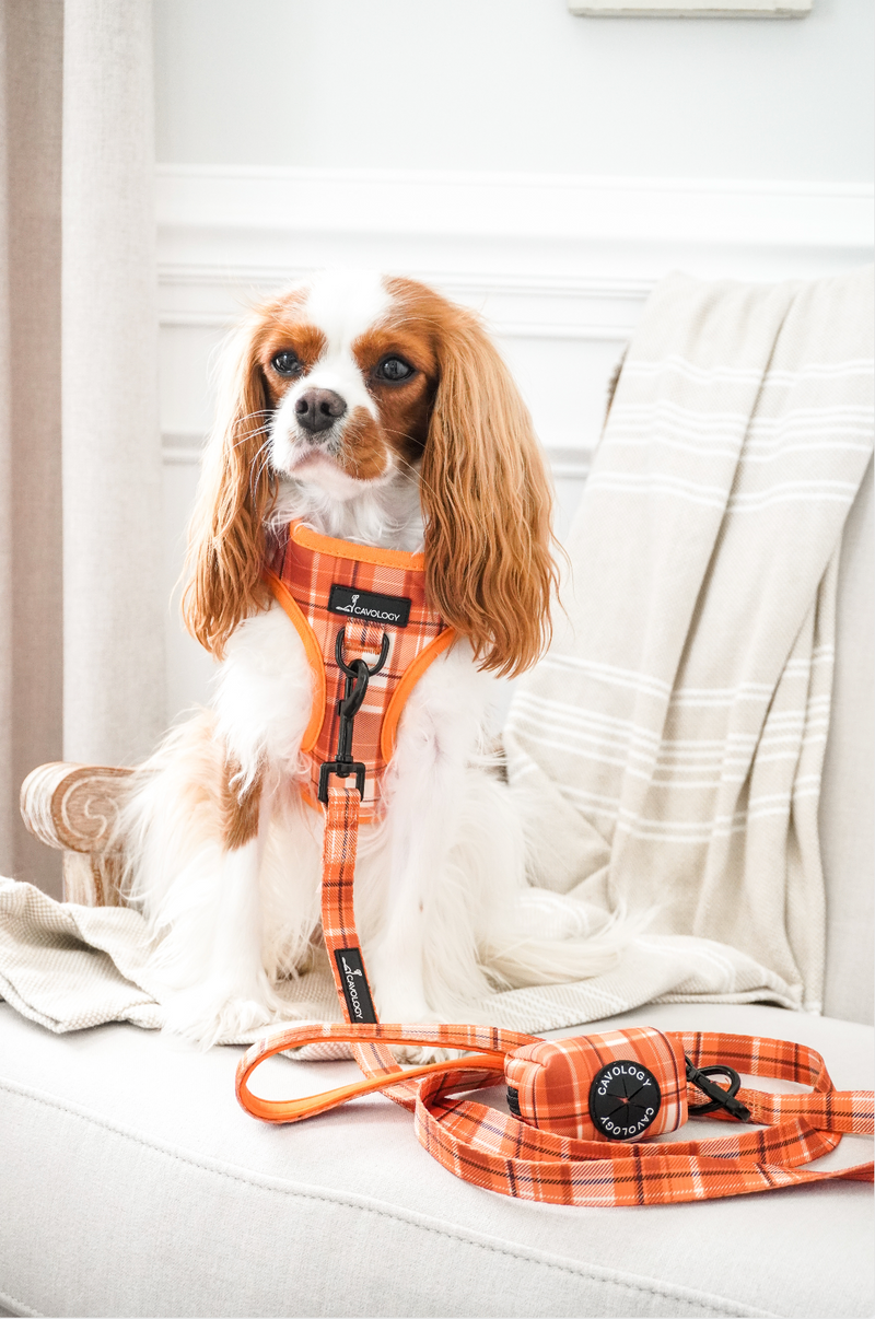 LEASH  - ORANGE PLAID PUMPKIN SPICE
