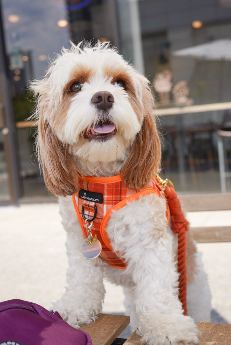 PREMIUM BUNDLE - ORANGE PLAID Pumpkin Spice