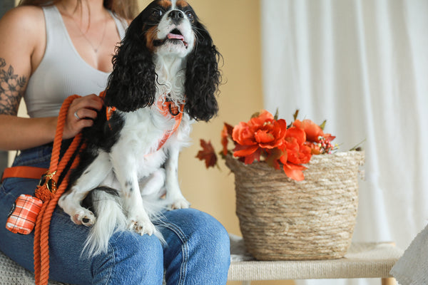PREMIUM BUNDLE - ORANGE PLAID Pumpkin Spice
