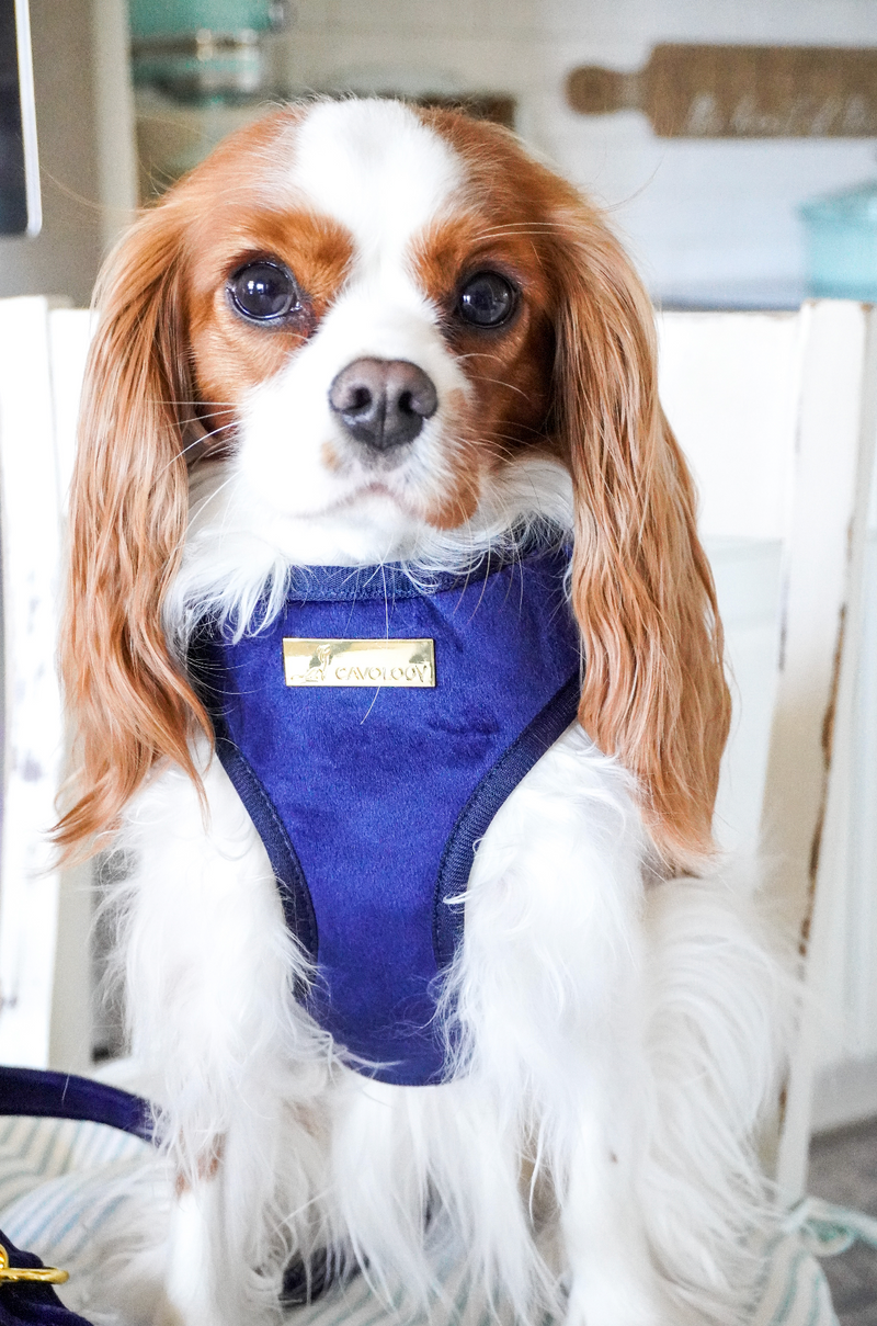 ADJUSTABLE HARNESS - Blue Velvet