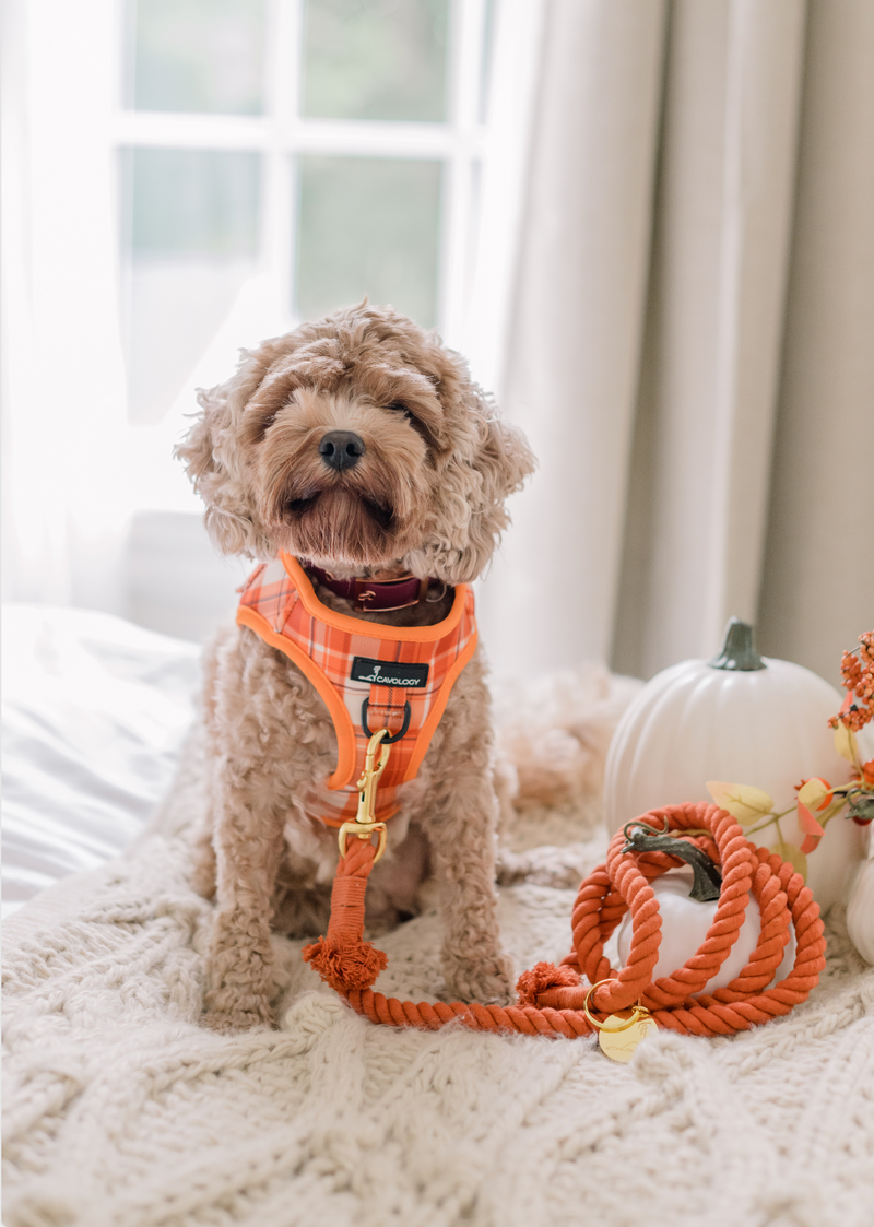 ROPE LEASH - ORANGE Pumpkin Spice