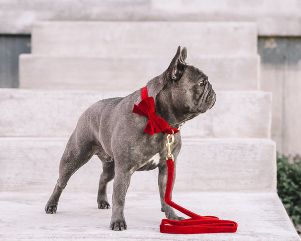 LEASH - BERRY Red Velvet