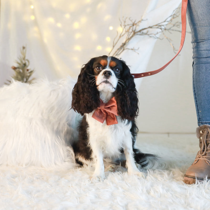 DOG BOW TIE - Pink Velvet